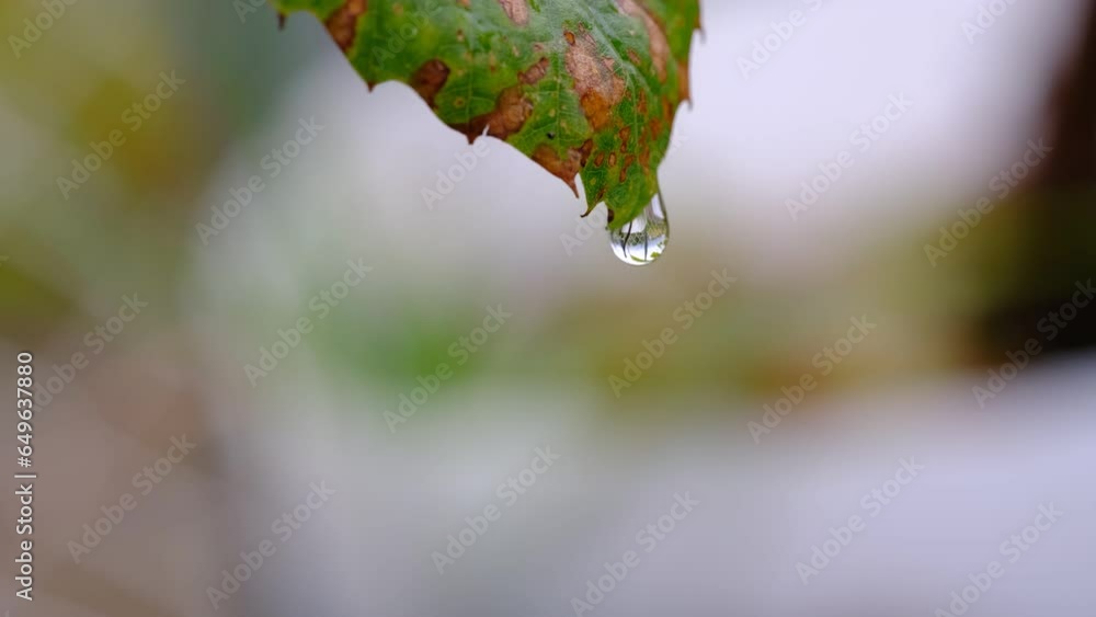 4k vídeo Gota de agua resbalando sobre la hoja de un árbol en otoño