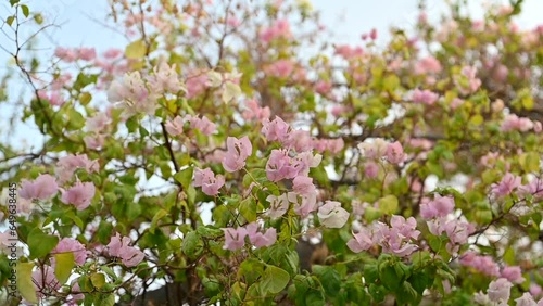 Blooming Bougainvillea flowers, Bright pink paper flowers in a backyard photo