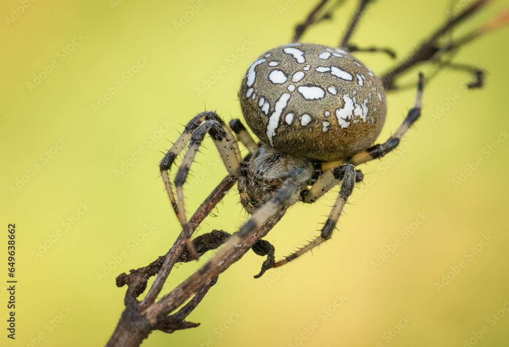 Uroczy pająk krzyżak na wiosennej łące - obrazy, fototapety, plakaty 