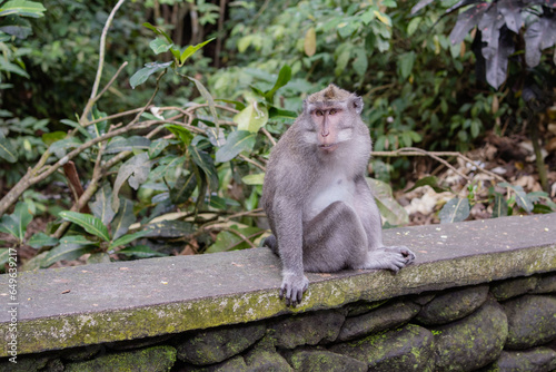 monkey in sacred monkey forest of Ubud, Bali, Indonesia.  photo