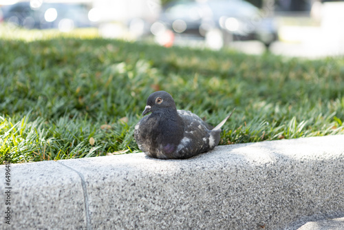 a close-up picture of a pigeon in the park