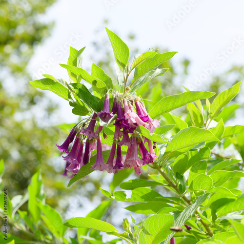 Churcu tree or lochroma cyaneum, an erect habit and downy brittle branches bearing long tubular bells in violet-rose in terminal umbels between oblong simple gray-green acuminate leaves
 photo