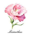 Watercolor pink single lisianthus flower. Watercolor botanical illustration isolated.