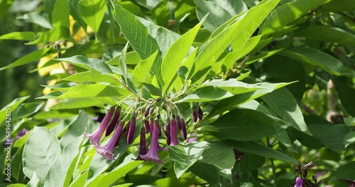 (Iochroma cyaneum)  Close up on clusters of trumpet-shaped tubular purple flowers, enlarged crown, lobed corolla,long stamens and anthers with pollen in terminal umbels on downy branches
 photo