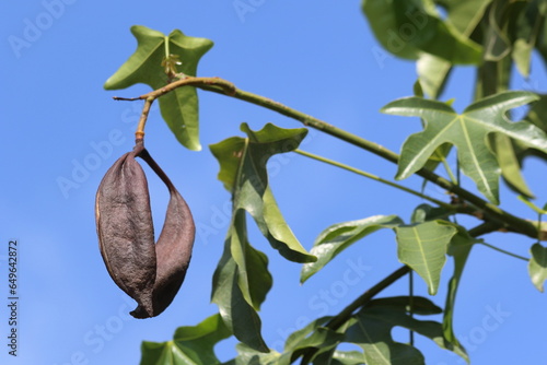 seed pods and leaves of Leaves of Brachychiton acerifolius  photo