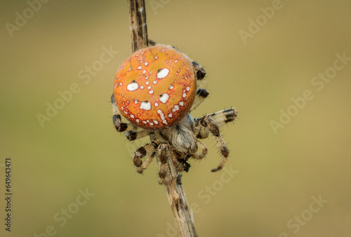 Śliczny czerwony pająk krzyżak na leśnej polanie