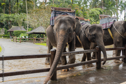 Canvas Print Elephants in Bali sanctuary park