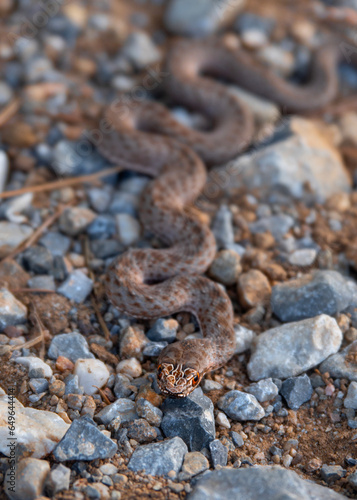 Lizard snake Malpolon monspessulanus  mimics on rocks in Greece photo