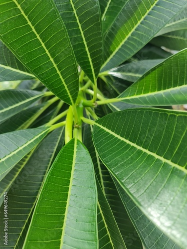 close up of green leaf