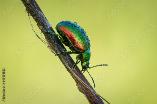 Śliczny chrząszcz na zielonej wiosennej polanie