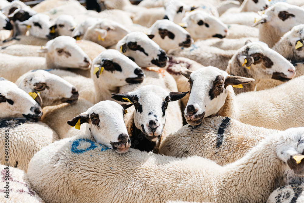 Three sheep in a herd looking at camera in countryside