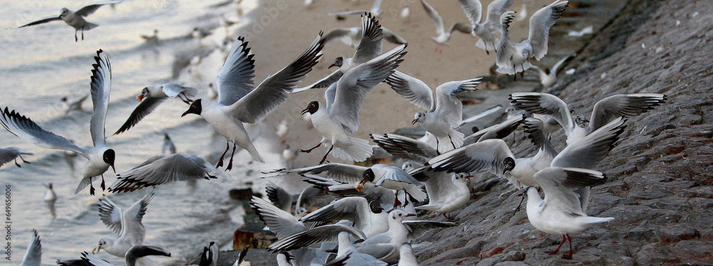 Seagulls on the beach in Dubai