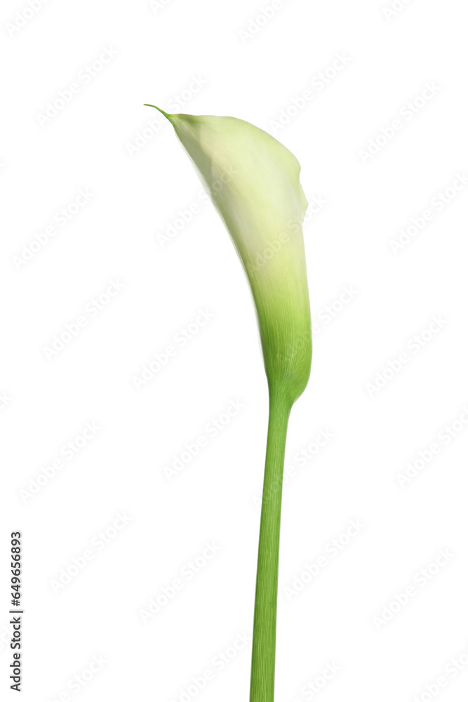 Beautiful calla lily flower on white background Beautiful calla lily flower on white background