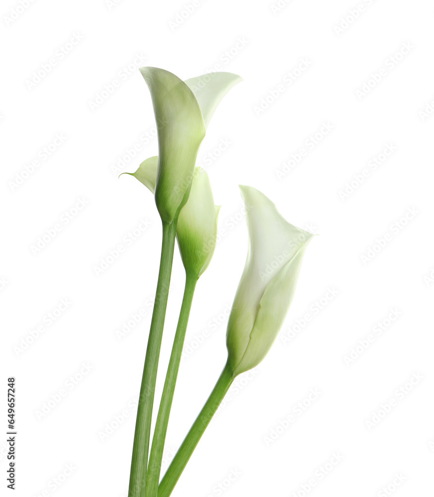 custom made wallpaper toronto digitalBeautiful calla lily flowers on white background