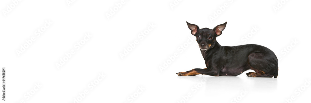 Side view of one little dog, cute beautiful Pinscher puppy posing isolated over white background. Purebred Prague ratter looks healthy, well groomed and happy.