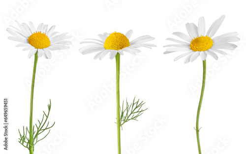 Chamomile flowers isolated on white or transparent background. Camomile medicinal plant, herbal medicine. Set of three chamomile flowers with green stem.