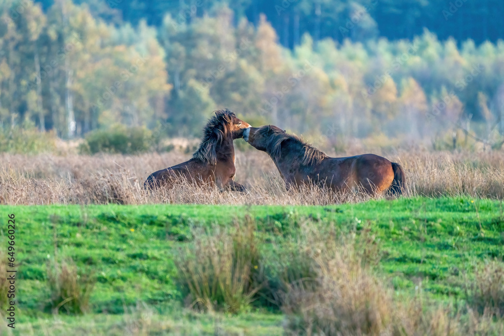 Two fighting wild brown Exmoor ponies, against a forest and reed background. Biting, rearing and hitting. autumn colors in winter. Selective focus, lonely, two animals, fight, stallion, mare