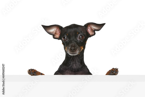 Canvas-taulu Curiosity