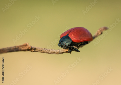 Piękny czerwony chrząszcz na zielonej wiosennej łące