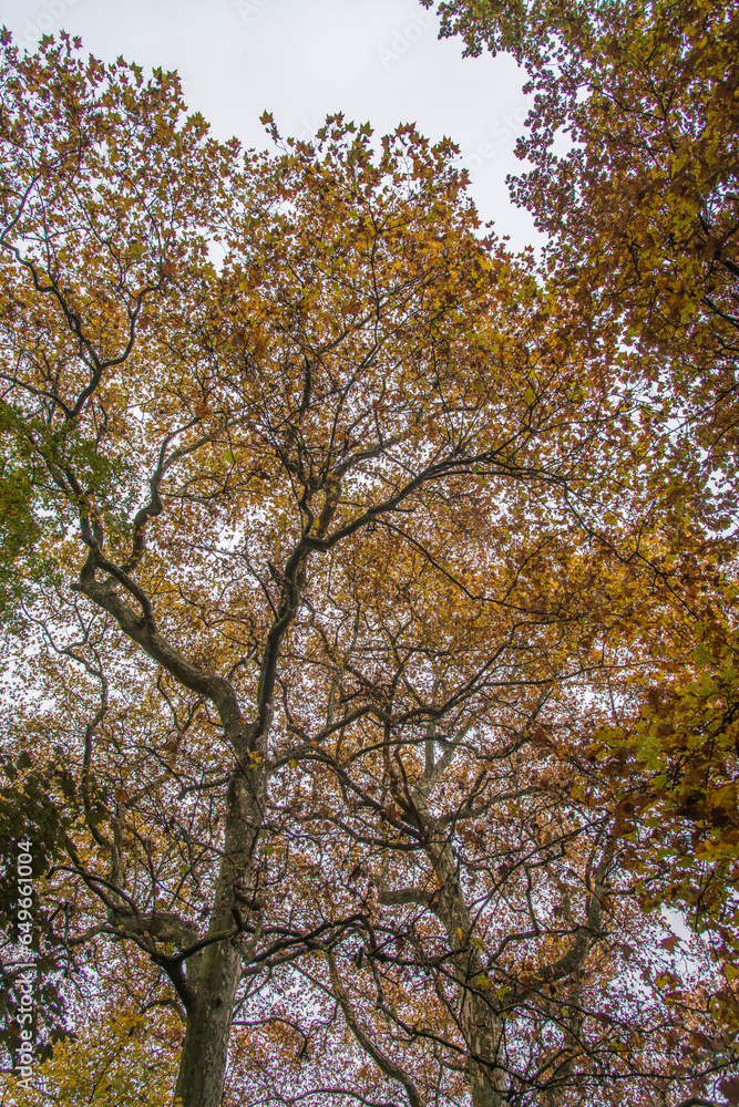 Arbres aux couleurs d'automne dans le parc du château de Pont-de-Veyle, Ain, France Arbres aux couleurs d'automne dans le parc du château de Pont-de-Veyle, Ain, France