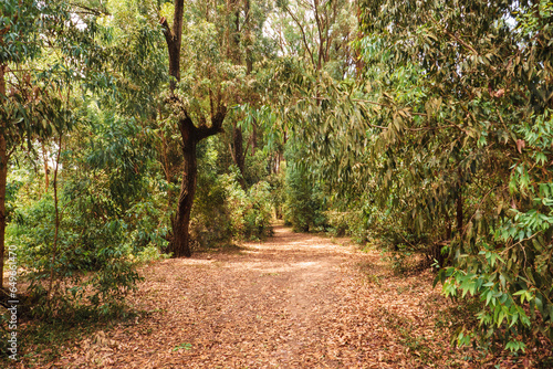 A dirt road amidst tree canopy in the forest at Mbooni Forest in Kenya photo