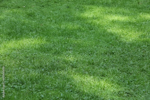 Fresh green grass growing outdoors in summer