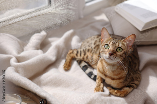 Cute Bengal cat on windowsill at home, space for text. Adorable pet photo