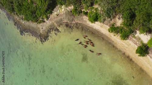 Wild horses in shallow water off north coast of New Caledonia. Vertical aerial. photo