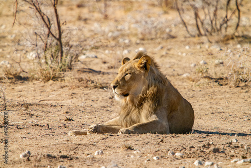 Lion couch   dans la savane