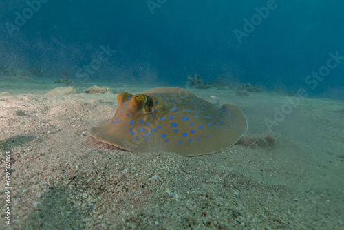 Blue-spotted stingray On the seabed in the Red Sea Eilat  Israel 