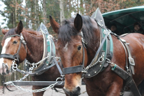 carriage horsese