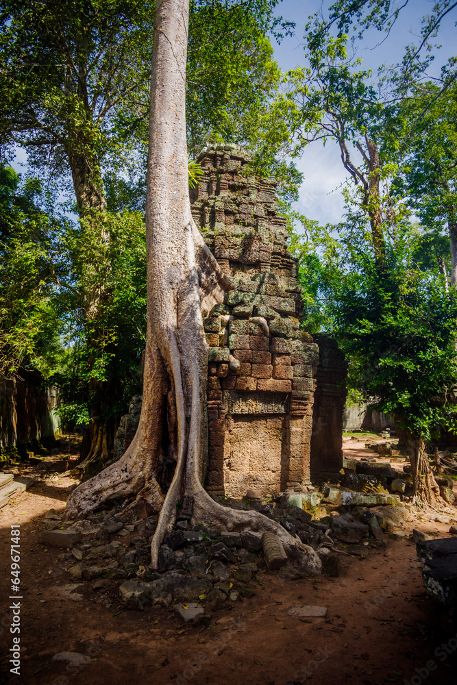 Tetrameles nudiflora engloutissant un bâtiment du Ta Prohm Tetrameles nudiflora engloutissant un bâtiment du Ta Prohm