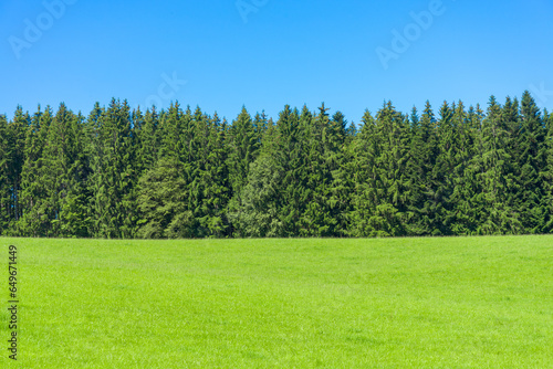 Horizontal view of pines in a row in the famous region named "Schwarzwald" (Black Forest), close to Triberg, Germany. Green meadow at bottom. Perfect blue sky on top.