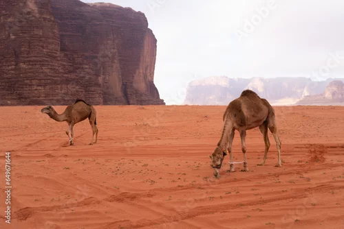 Fototapeta samoprzylepna Wielbłądy pasą się na pustyni Wadi Rum, Jordania
