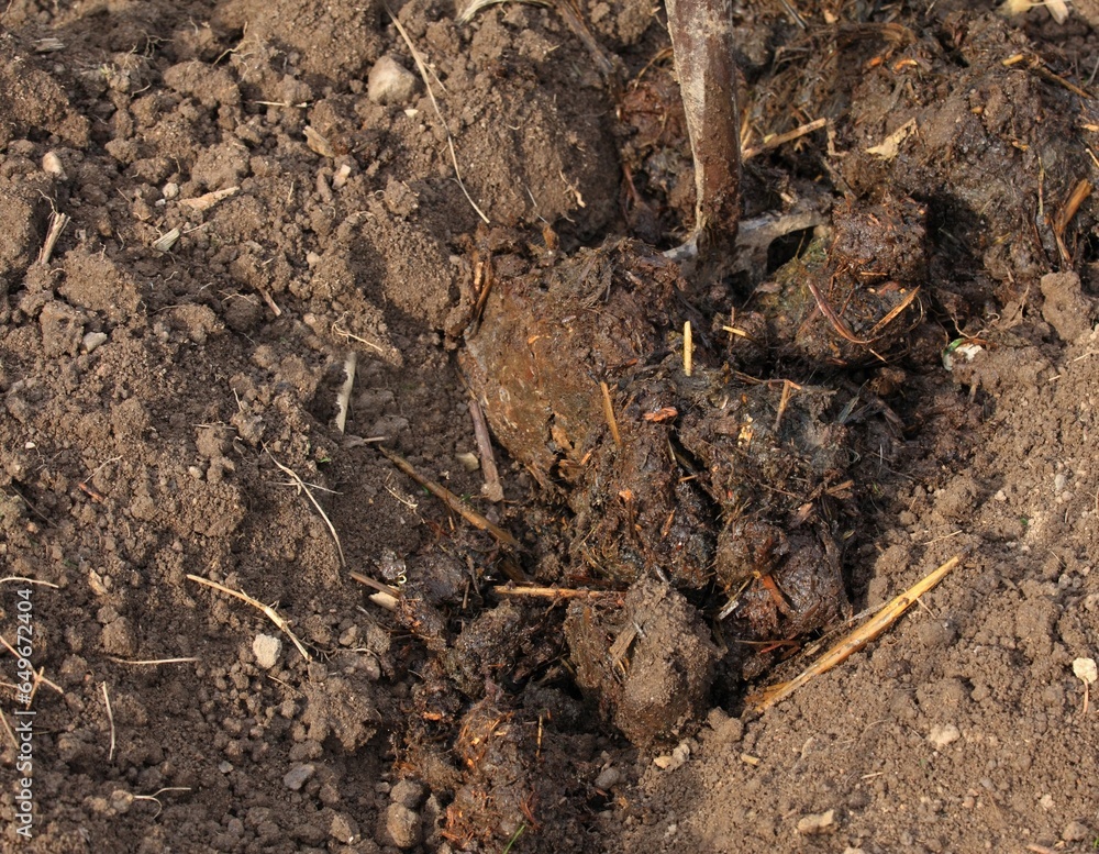 Organic manuring in the garden. Close up of pile of dung with earthworms in the furrow and garden fork. Traditional rural scene lit by the sun. Organic manuring in the garden. Close up of pile of dung with earthworms in the furrow and garden fork. Traditional rural scene lit by the sun.