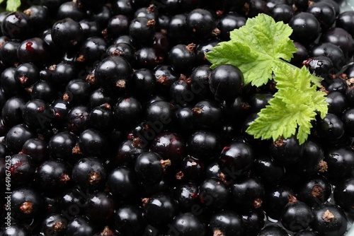 Many ripe blackcurrants and leaves as background, closeup