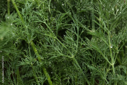 Fresh green dill with water drops as background, closeup