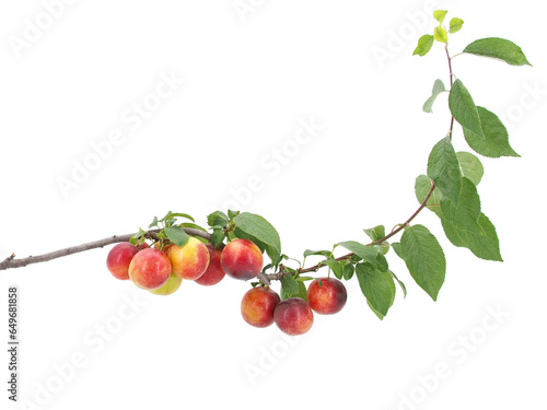 Fotografie Plum branch with ripe fruits isolated on white, red mirabelle