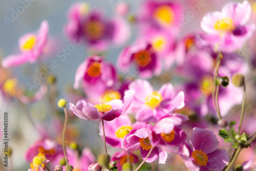 Close-up of pink Japanese anemone blossoms (anemone hupehensis) with blurry background