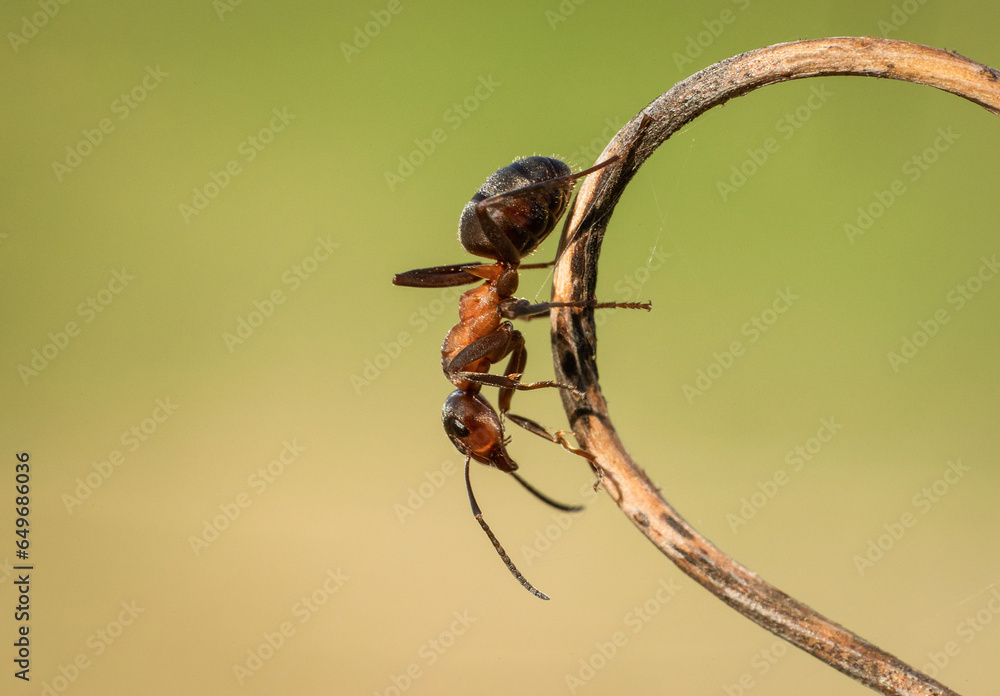 Piękna czerwona mrówka na wiosennej zielonej łące - obrazy, fototapety, plakaty 