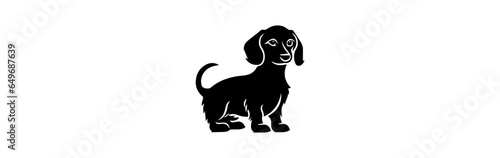 dachshund dog isolated on white background