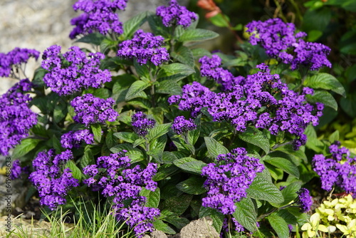 Heliotropium arborescens, the garden heliotrope or just heliotrope, is a species of flowering plant in the borage family Boraginaceae, native to Bolivia, Colombia, and Peru. photo