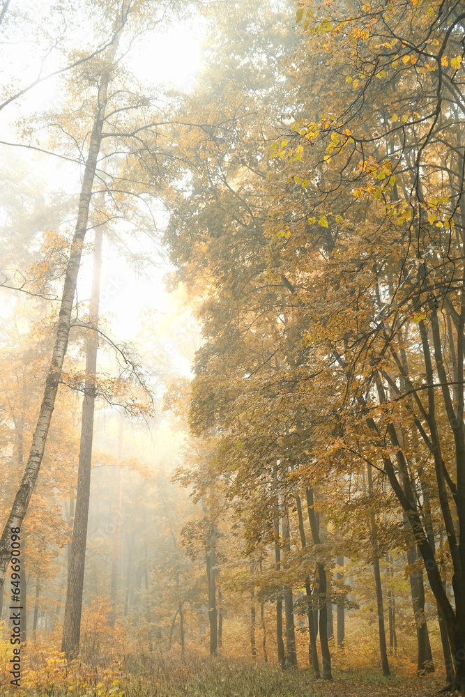 Obraz premium autumn abstract forest background. foggy day in nature. fall season. wet cold fog weather. Misty landscape with autumnal foliage trees, natural abstract backdrop.