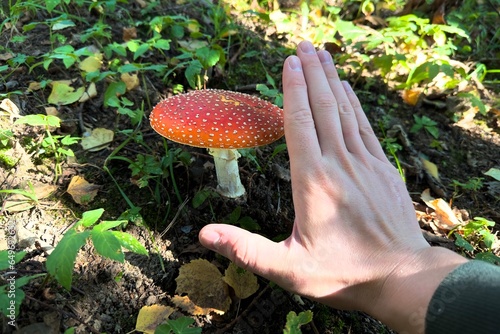 Fotografie The hand of person is take Red fly agaric, a dangerous poisonous mushroom for hu