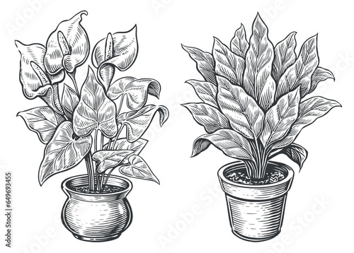 Indoor plants sketch. Houseplants, flowers in a pot in engraving style. Vintage vector illustration