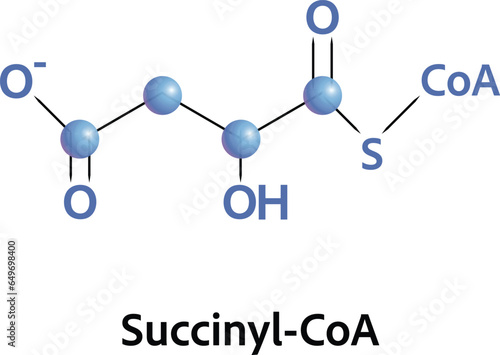 Succinyl CoA is an important intermediate in the citric acid cycle, where it is synthesized from α-ketoglutarate, adding  coenzyme A during the process