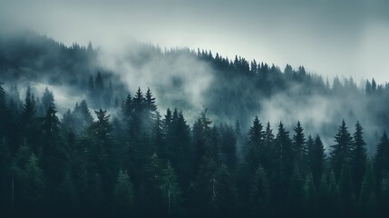 Pine forest in the valley on a foggy morning Fresh green atmosphere. Adventure outdoor nature mist fog clouds forest trees landscape background wild explore