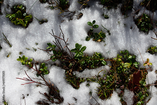 blueberryleafs in the snow komosse photo