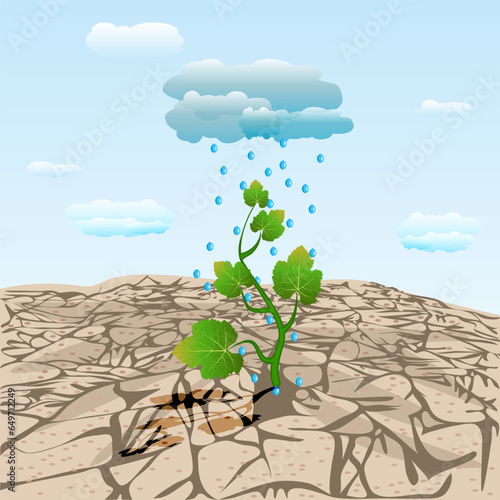 Dry cracked land with plant sprout and rainy cloud.Young tree on arid ground.Rain drops falling on sprout in desert.Soil erosion and desertification.Land degradation, water shortage and drought.Vector
