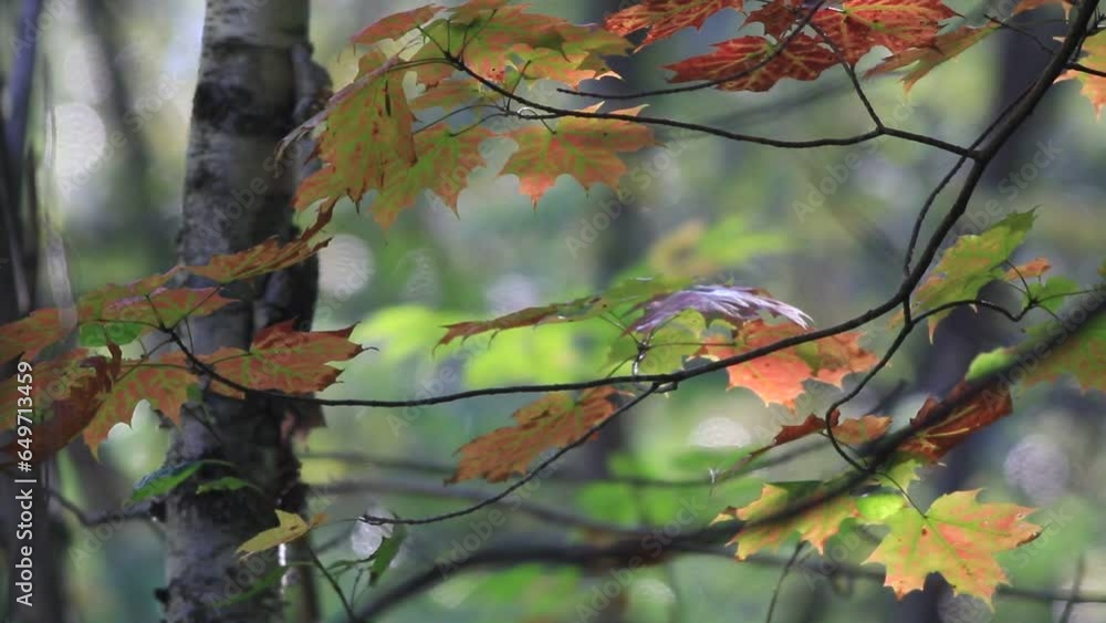 Feuilles d'érable aux couleurs d'automne par une journée ensoleillée